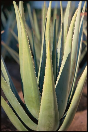 aloe vera inkomen